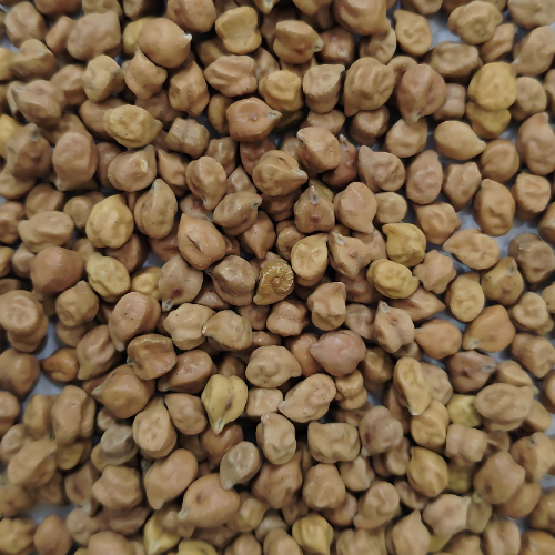 Masoor Chhanti pulses, Masoor medium pulses, masoor malka pulses, Bold Malka pulses, moong dhowa pulses, Masoor Diamond pulses, Masoor Sabut pulses, Masoor Barik pulses, Masoor Chhanti Dal, Masoor medium Dal, masoor malka Dal, Masoor Chhanti Dal in Delhi