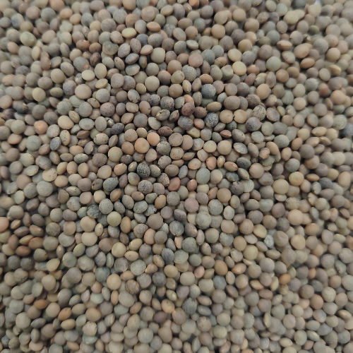 Masoor Chhanti pulses, Masoor medium pulses, masoor malka pulses, Bold Malka pulses, moong dhowa pulses, Masoor Diamond pulses, Masoor Sabut pulses, Masoor Barik pulses, Masoor Chhanti Dal, Masoor medium Dal, masoor malka Dal, Masoor Chhanti Dal in Delhi